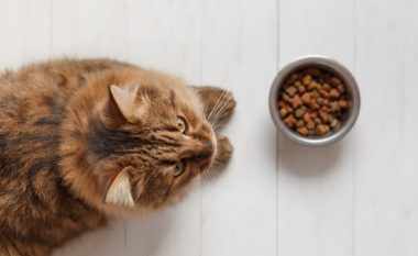 Ushqime të thata që janë më të shëndetshme për macet
