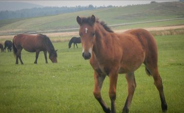 Policia konfiskon tre kuaj në Novosellë, i dyshuari nuk kishte dokumentacion për kafshët