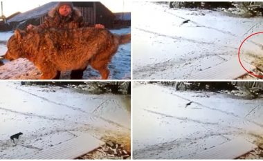 Ia sulmon qentë dhe kalin, fermeri rus mbyt ujkun pa pasur as edhe një armë në dorë – kamerat e sigurisë filmojnë gjithçka