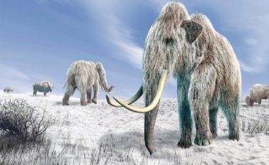 ADN më e vjetër në botë gjendet në dhëmbët e një mamuthi që jetoi mbi 1 milion vjet më parë