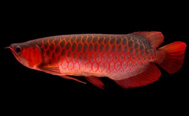 Peshku aziatik i njohur si “dragua” që kushton më shumë sesa një veturë e re – shumë që kanë tentuar ta vjedhin kanë përfunduar prapa grilave