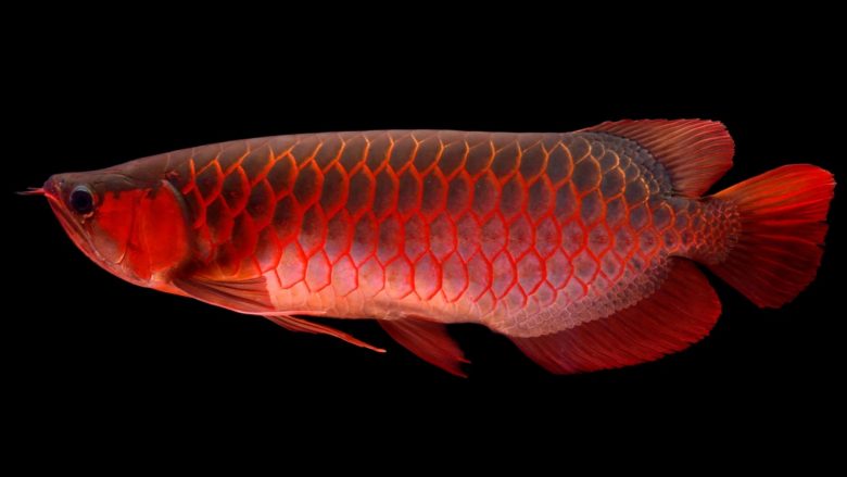 Peshku aziatik i njohur si “dragua” që kushton më shumë sesa një veturë e re – shumë që kanë tentuar ta vjedhin kanë përfunduar prapa grilave