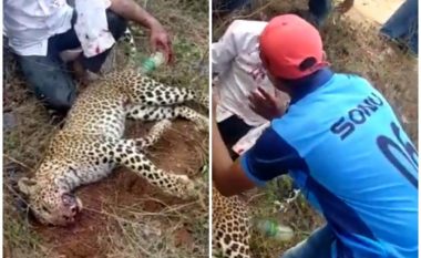 Me duar të thata mbyti leopardin, kafsha e egër ia sulmoi gruan dhe djalin – bëri të pamundurën që t’i mbrojë