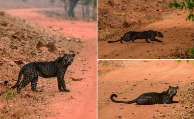Leopardi shumë i rrallë me ngjyrë të zezë fotografohet dhe filmohet në parkun nacional të Indisë