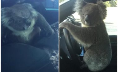 Nuk arriti të kalojë rrugën me gjashtë korsi për shkak të rrethojave mbrojtëse, koala shkakton aksident mes pesë veturave
