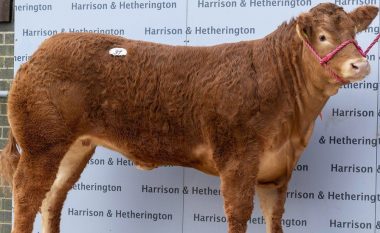 Në Angli, një lopë me emrin Posh Spice shitet për rreth 300 mijë euro – e konsiderojnë të zgjuar dhe me stil