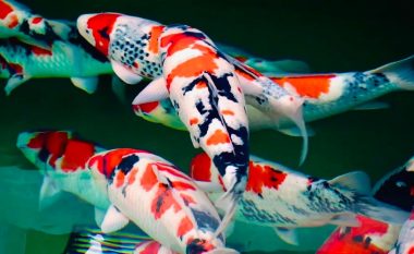 Krapi Koi, nga tryeza deri te simboli i statusit: Përse ky peshk vlen deri në dy milionë dollarë