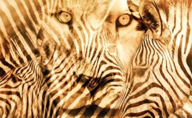 Cilën kafshë e keni parë më parë, luanin apo zebrën? Përgjigjja zbulon se çfarë personi jeni