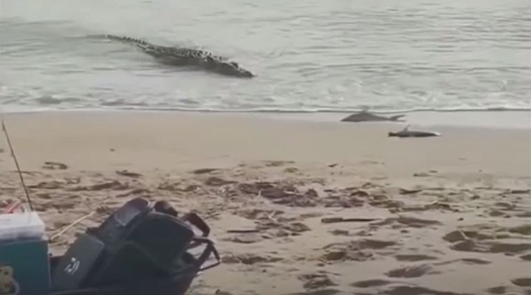 Gruaja në Australi kap një peshkaqen të vogël, por atë ja rrëmben një krokodil