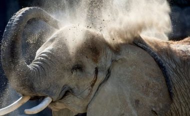 Elefanti vret një punëtor me “hundën” e tij në një kopsht zoologjik në Spanjë