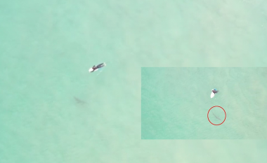 Diçka papritur ‘ia preku’ këmbët e tij, ‘surfisti’ australian kishte shkelur mbi një peshkaqen