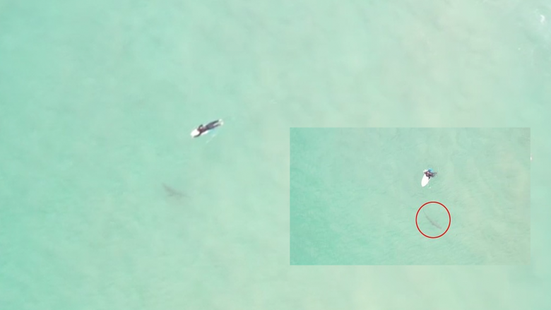 Diçka papritur ‘ia preku’ këmbët e tij, ‘surfisti’ australian kishte shkelur mbi një peshkaqen