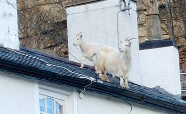Dhitë e egra ia mësyjnë çatisë së një objekti në Uells