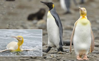 Fotografi kap foton “që mund të bëhet vetëm një herë në jetë” – takohet me pinguinin e verdhë, ndër më të rrallët në botë