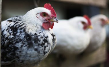Kinezi arrestohet për shkak se i frikësoi për vdekje pulat e komshiut të tij