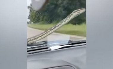 Reagimi i shoferit australian kur një gjarpër “u shtri” në xhamin e përparmë, ndërsa ai po voziste makinën e tij