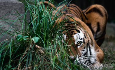 Dy tigra mbysin një punëtor dhe arratisen nga një kopsht zoologjik në Indonezi