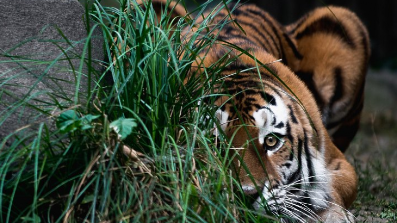 Dy tigra mbysin një punëtor dhe arratisen nga një kopsht zoologjik në Indonezi