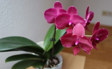 Si t’i bëni orkidetë tuaja të shkëlqejnë? Bëni tretjen nga vetëm një përbërës