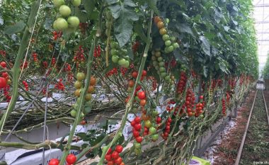 Farërat e domateve hibride me çmime deri 600 mijë euro për kilogram