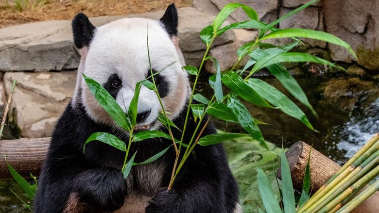 E dini sa gishta i ka panda gjigante