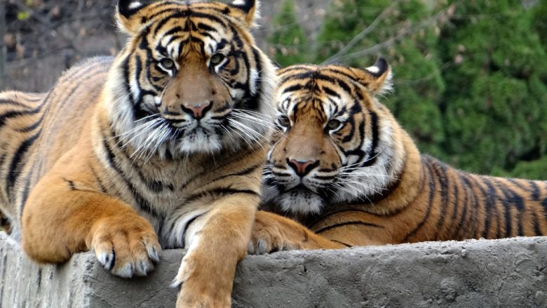 Dy tigra rezultojnë pozitivë për COVID-19 në SHBA