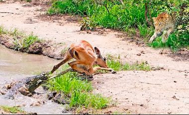 Impala ikën nga kthetrat e krokodilit pas disa minutave përpjekje, por vetëm disa sekonda më vonë kapet nga një leopard