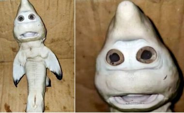 Peshkatari gjen një peshkaqen të vogël me ‘fytyrë njerëzore’