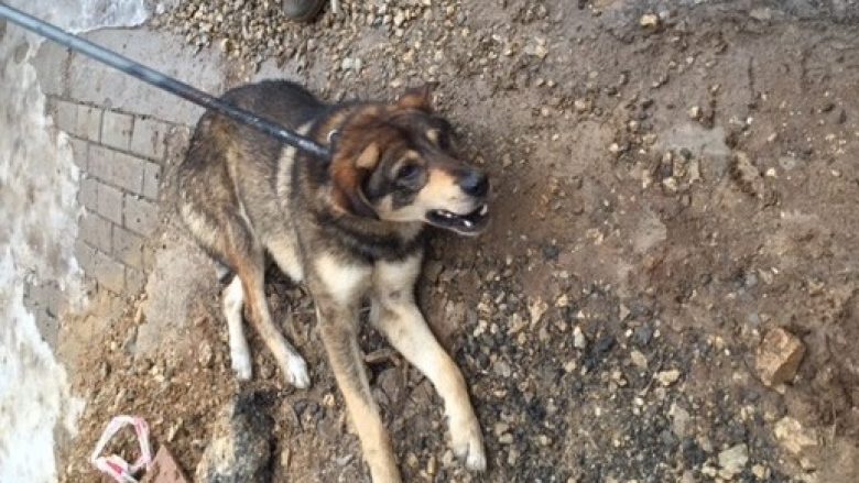 Policia qëllon qenin që hyri në oborrin e një shtëpie në Klinë të Epërme