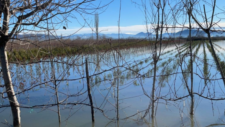 Në Shkodër përmbyten 3,455 hektarë tokë