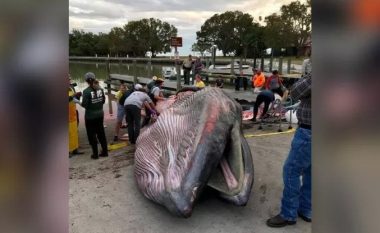 Balena që është gjetur në plazhin e Floridas rezulton të jetë një specie krejtësisht e re