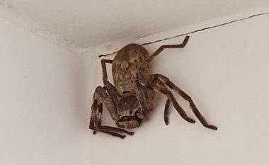 Gruaja në banjë gjeti një merimangë të madhe, njerëzit tmerrohen nga fotot