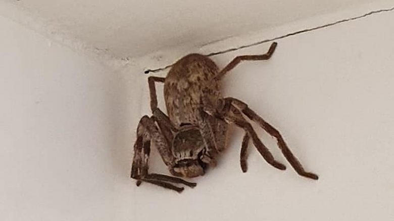 Gruaja në banjë gjeti një merimangë të madhe, njerëzit tmerrohen nga fotot