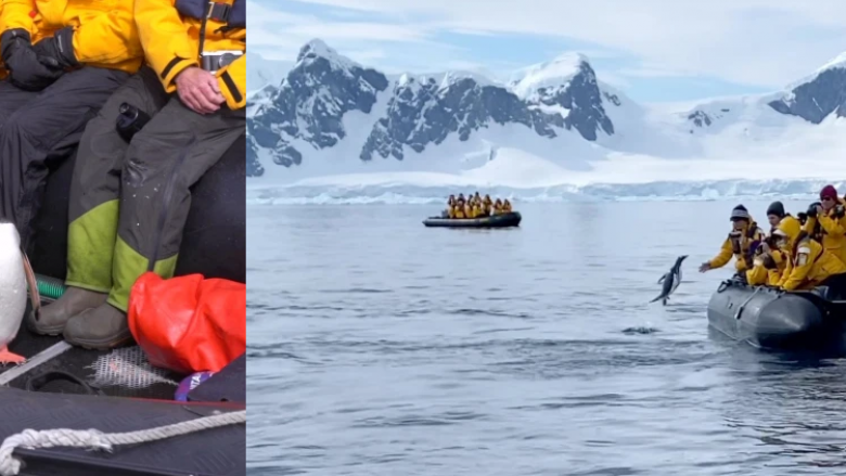 Pinguini shpëton nga goja e orkave duke kërcyer në barkën e turistëve