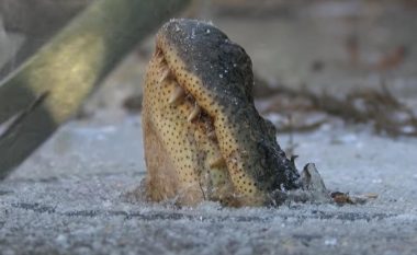 Pamje që tregojnë se si aligatorët i mbijetojnë edhe temperaturave shumë të ulëta