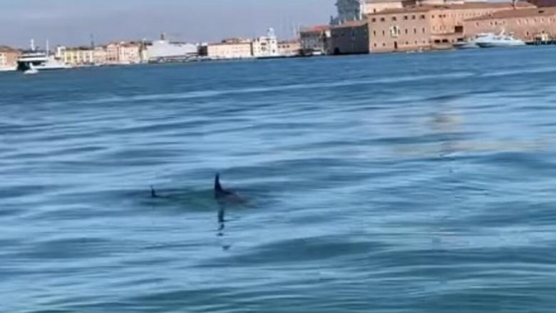 Në mungesë të turistëve nga masat e rrepta të izolimit, në Venedik shfaqen delfinët