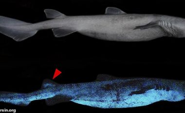Peshkaqenë ‘fluroshentë’, shkencëtarët i fotografojnë pranë Zelandës së Re