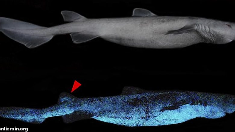 Peshkaqenë ‘fluroshentë’, shkencëtarët i fotografojnë pranë Zelandës së Re