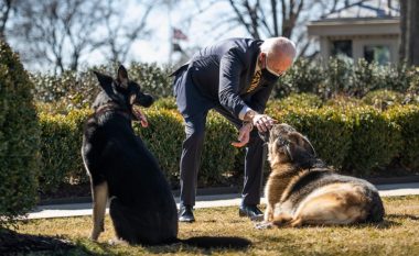 E kishin larguar nga Shtëpia e Bardhë për shkak të sulmit, një javë pas rikthimit e bëri sërish – qeni i Bidenit i vërsulet një burri  