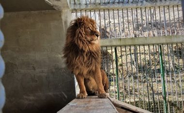 Vaksinohet luani "Gjoni" në Gjilan - vazhdon të mbahet ilegalisht që nga muaji nëntor