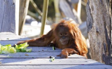 Nëntë majmunë të mëdhenj marrin vaksinën kundër COVID-19, në një kopsht zoologjik në Kaliforni