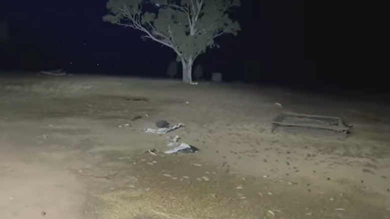 Murtaja e minjve godet komunitetet rurale në Australi, mijëra brejtës vërshojnë rrugëve