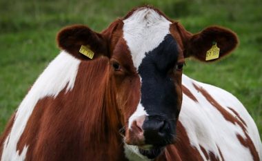 Malazezja bleu një lopë me kriptovalutë, nuk është për t’u habitur se si e quajti atë