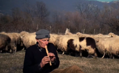 Të moshuarit nga Istogu që kujdesen për më shumë se një mijë dele