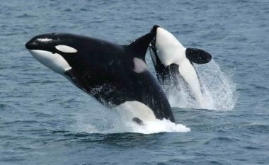 Balenat Orca bëhen udhëheqës të grupeve pas menopauzës