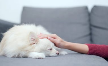 Si mund t’i ndihmojë resveratroli qenve me sëmundje kronike