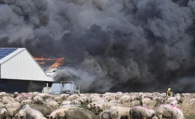 ​Zjarr në një fermë në Gjermani, pësojnë 55.000 derra