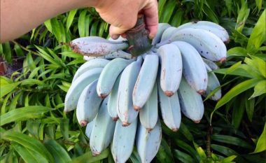 Fruti i “çuditshëm”, bananet e kaltra kanë shije të akullores së vaniljes – mund të mbillen edhe tek ne