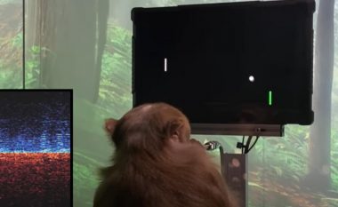 Majmuni luan videolojën duke përdorur mendjen, ideja e Elon Musk po funksionon