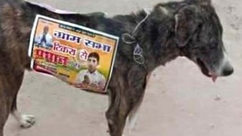 Kandidatët për deputetë në Indi përdorin qentë endacakë si reklama